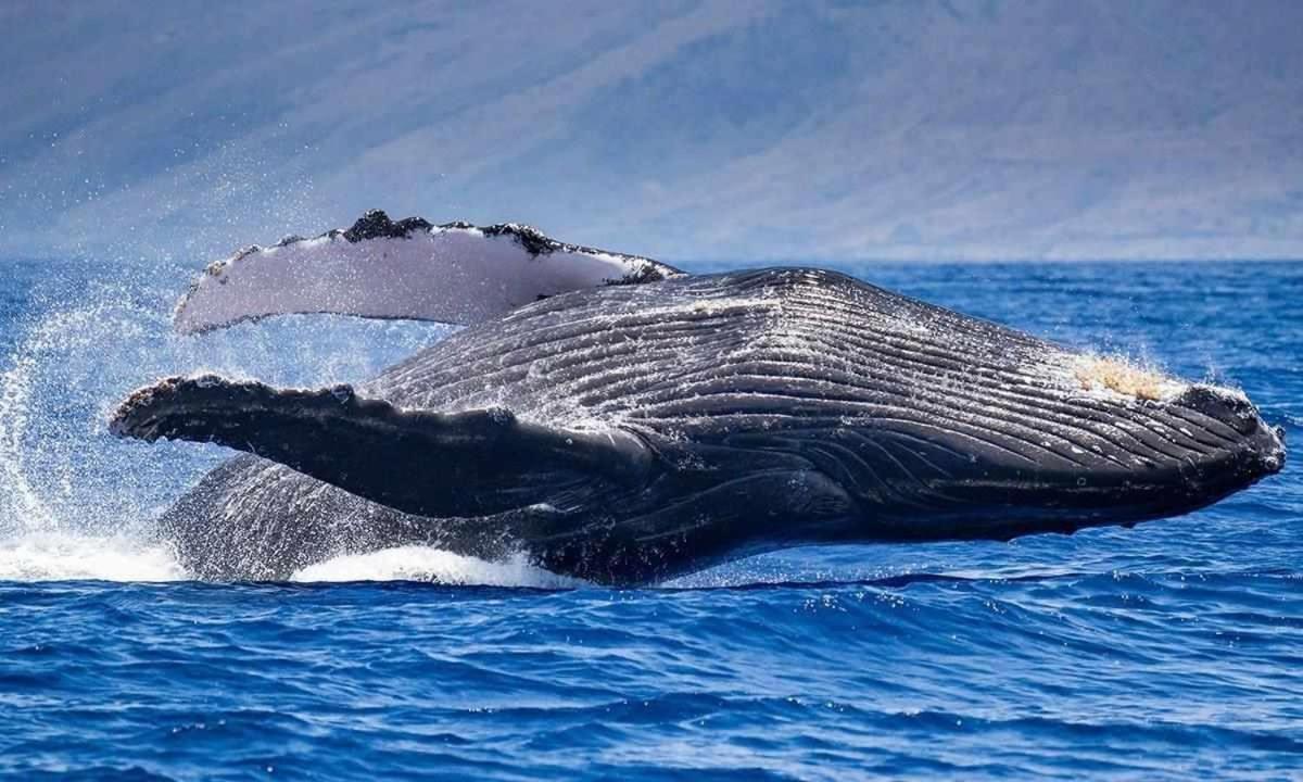 Papakea Resort G406 Лахайна Екстериор снимка